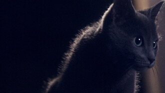 Somos animales Trailer