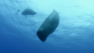 Song of the Sperm Whale Trailer