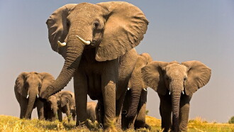 Soul of the Elephant Trailer