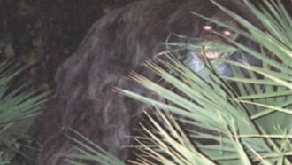 Southern Fried Bigfoot Trailer