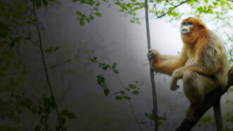Souvenirs d'un singe doré Trailer