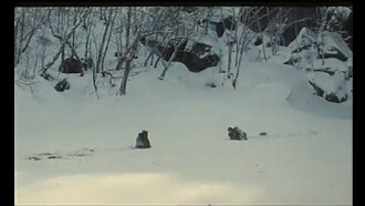 Sparkling Fox Trailer
