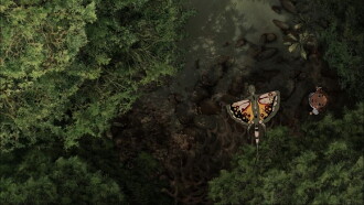 Spirit of the Forest Trailer