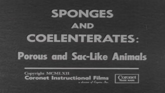 Sponges and Coelenterates: Porous and Sac-Like Animals Trailer
