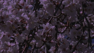 Spring Songs Trailer