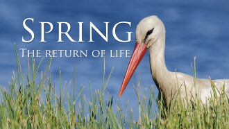 Spring: The Return of Life Trailer