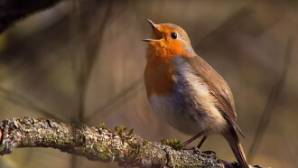 Springtime Stories Trailer