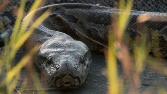 Squeeze: African Python Trailer