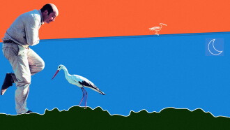 Stork Day Trailer