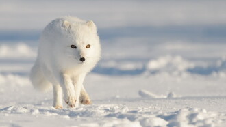 Strange Creatures of the Arctic Trailer