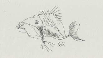 Strange Fish Trailer