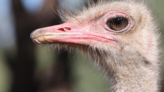 Strangest Bird Alive Trailer