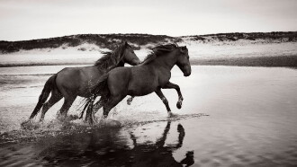 Stronghold of Resistance: Sable Island & Her Legendary Horses Trailer