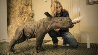 Stroop: Journey into the Rhino Horn War Trailer