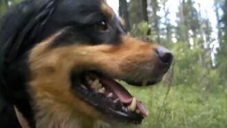Summer of Dog Trailer