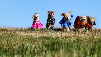 Super Buddies Trailer