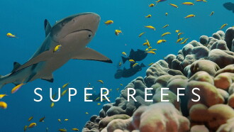 Super Reefs Trailer