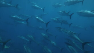 Superfish: Bluefin Tuna Trailer
