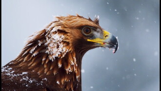 Superpowered Eagles Trailer