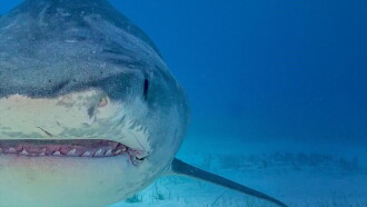 Supersized Sharks Trailer