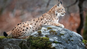 Sur la piste du lynx Trailer