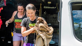 Surviving Harvey: Animals After the Storm Trailer
