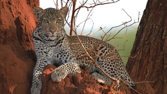 Surviving the Serengeti Trailer