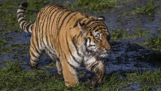 Swamp Tigers Trailer
