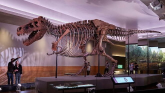 T-rex, le roi des dinosaures Trailer