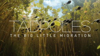 Tadpoles: The Big Little Migration Trailer