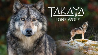 Takaya, Lone Wolf Trailer