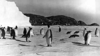 Tale of the Penguins Trailer