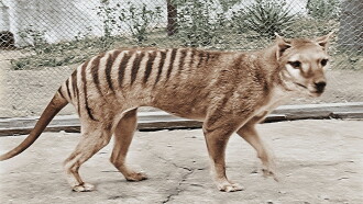 Tasmanian Tiger in Colour Trailer