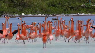 Tauchparadies Bonaire Trailer