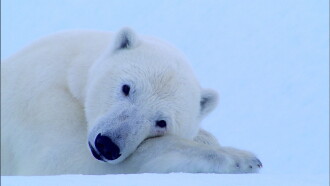 Tears in the Arctic Trailer