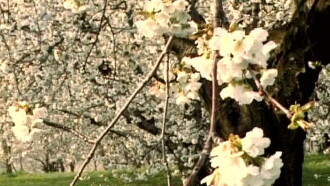 Tender Presence Trailer
