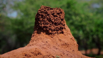 Termites: The Inner Sanctum Trailer