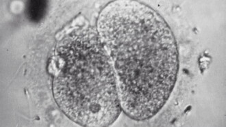 Test Tube Babies Trailer