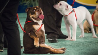 The 2018 American Rescue Dog Show Trailer