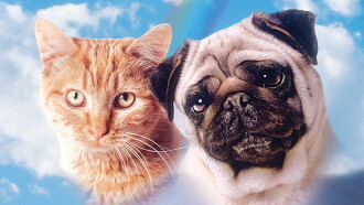 The Adventures of Milo and Otis Trailer