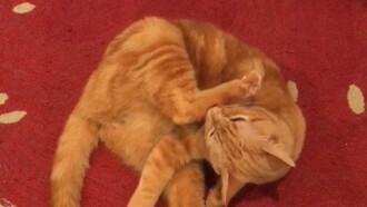 The Adventures of Murphy the Cat #1 Trailer