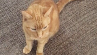 The Adventures of Murphy the Cat #2 Trailer