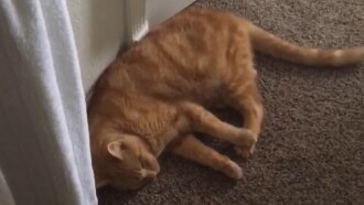 The Adventures of Murphy the Cat #3 Trailer