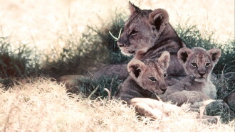 The African Lion Trailer