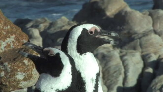 The African Penguin Trailer