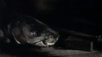 The Amphibian Trailer