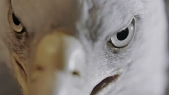 The Animal That Therefore I Am Trailer
