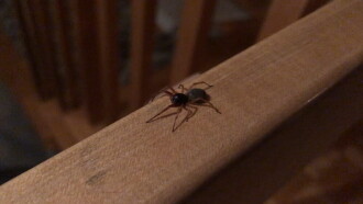 The Arachnophobe Trailer