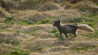 The Arctic Fox: Still Surviving Trailer
