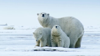 The Arctic: Our Last Great Wilderness Trailer